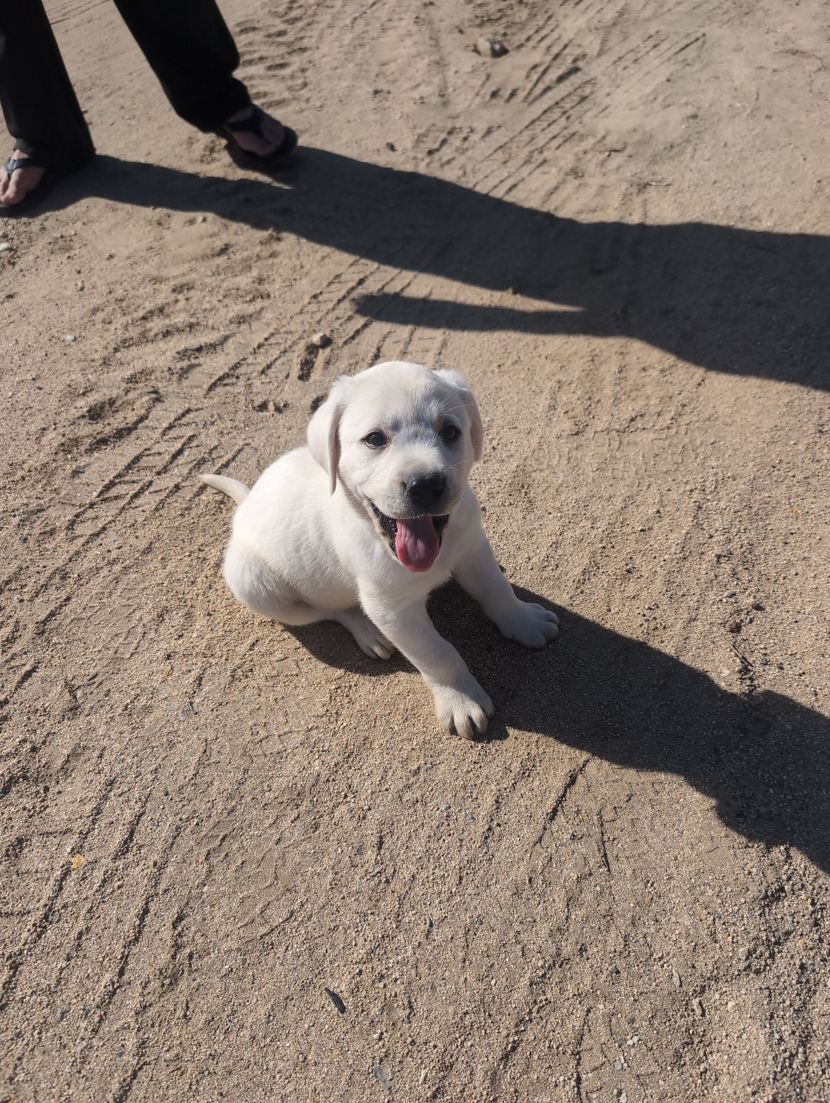 Asher as a young puppy outdoors