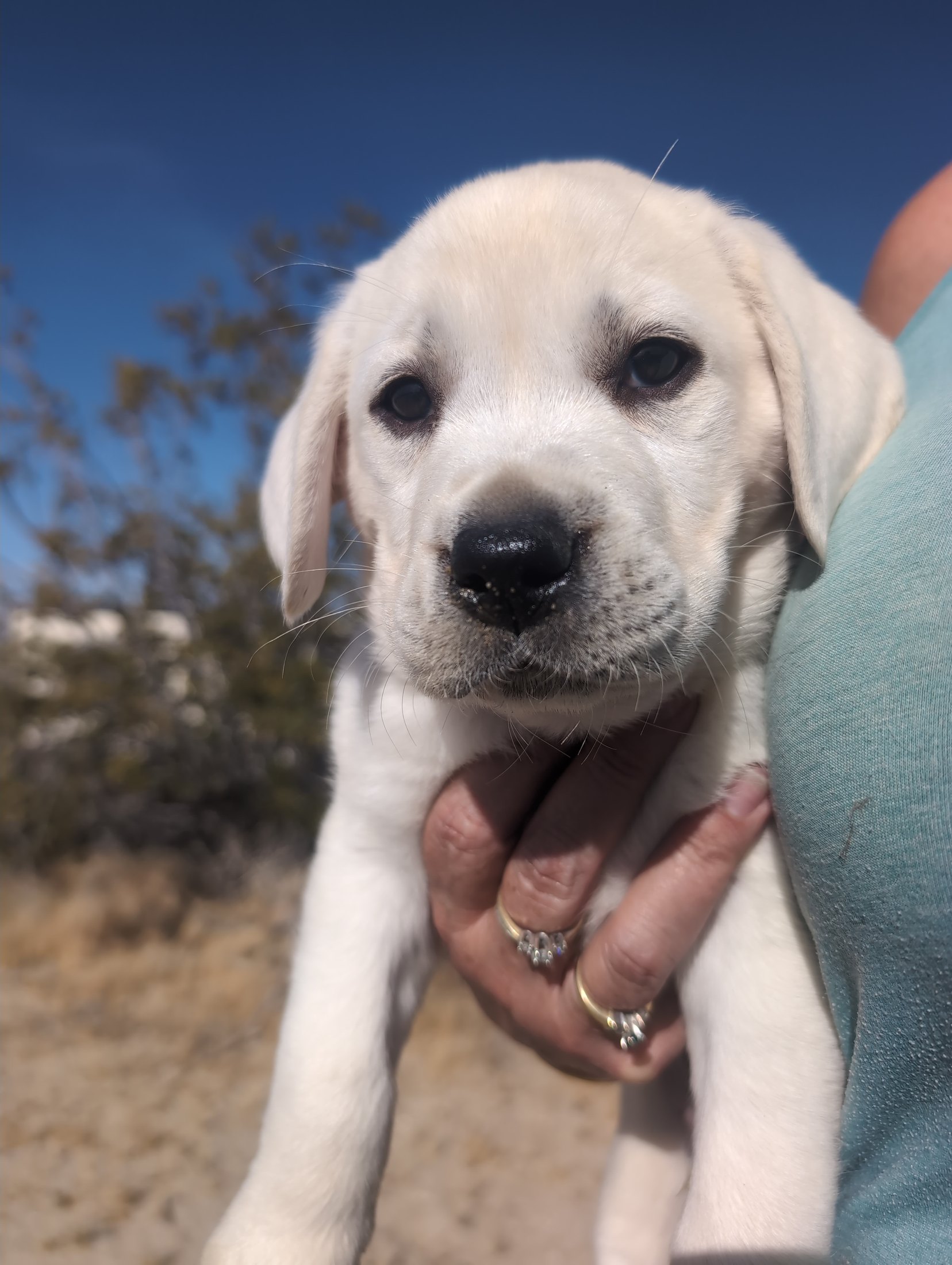 Asher, a young white Labrador, looking up outdoors