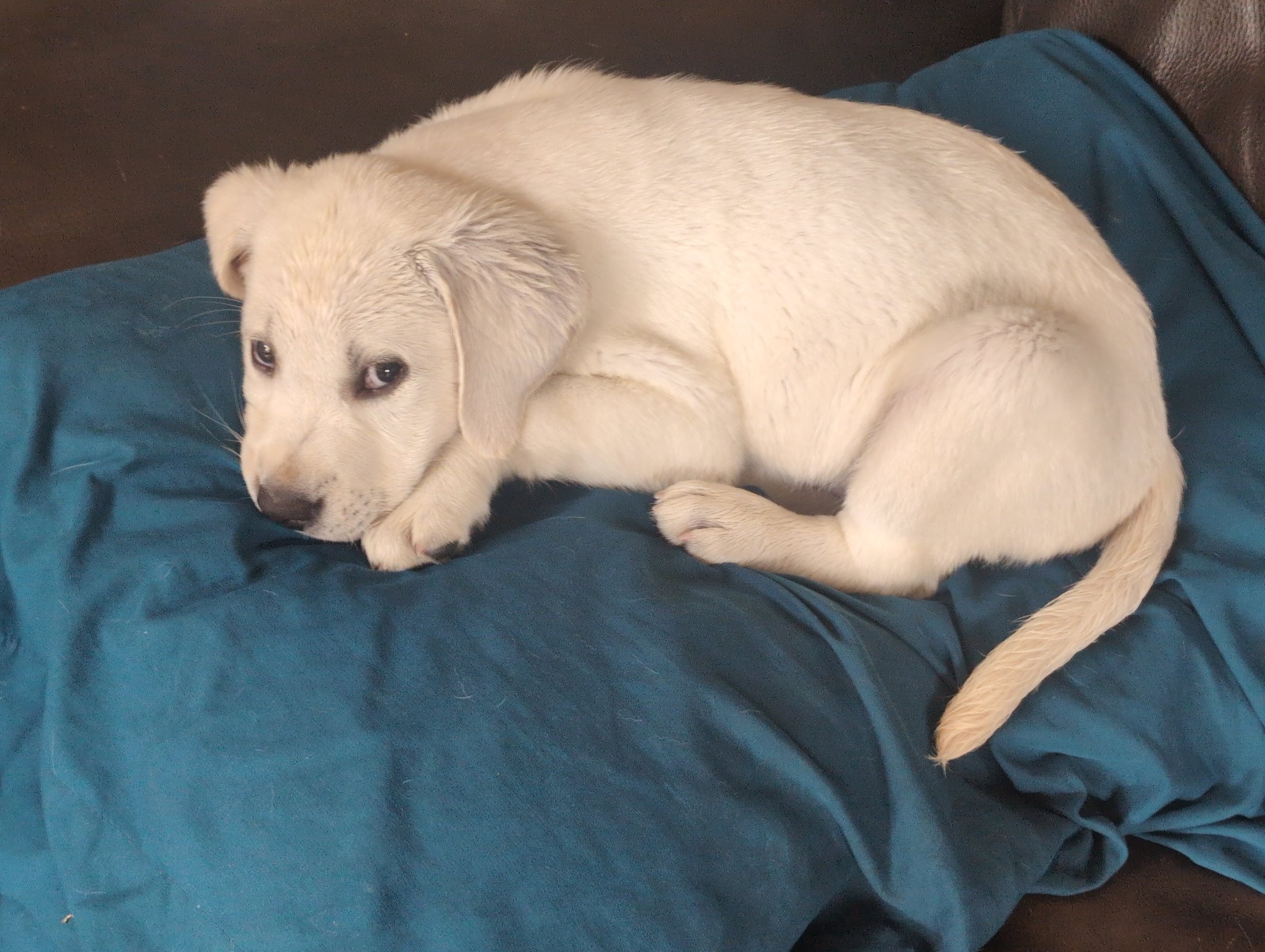 Young Asher resting on a blanket