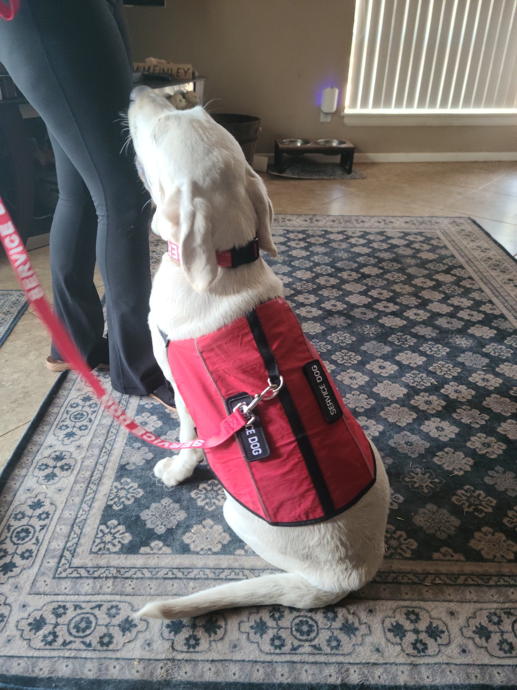 Asher wearing a red service-dog vest during training at home
