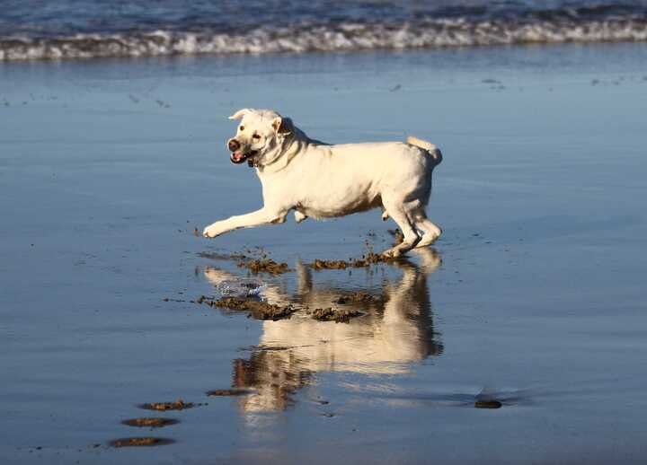 Gordon running on the beach