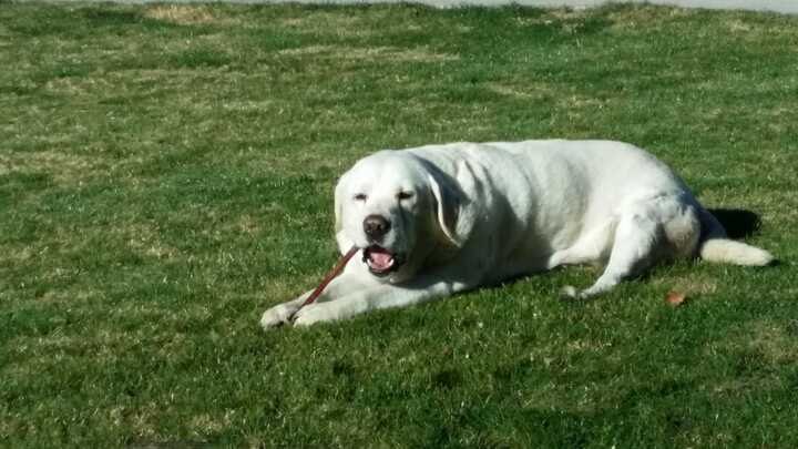 Gordon resting outside on the grass