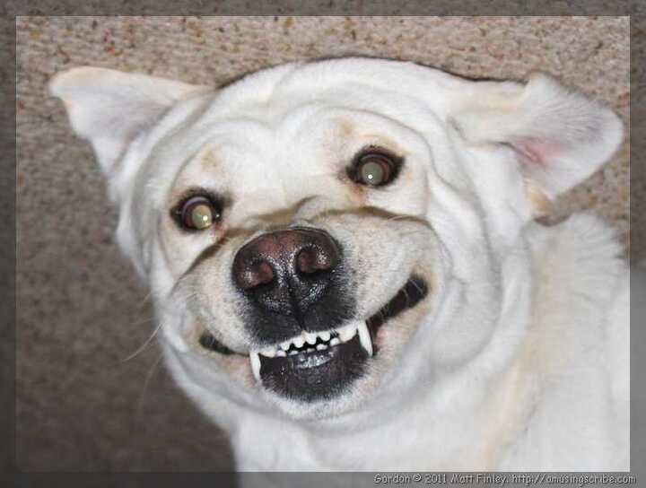 Gordon, White Oak Labs’ former white Labrador stud